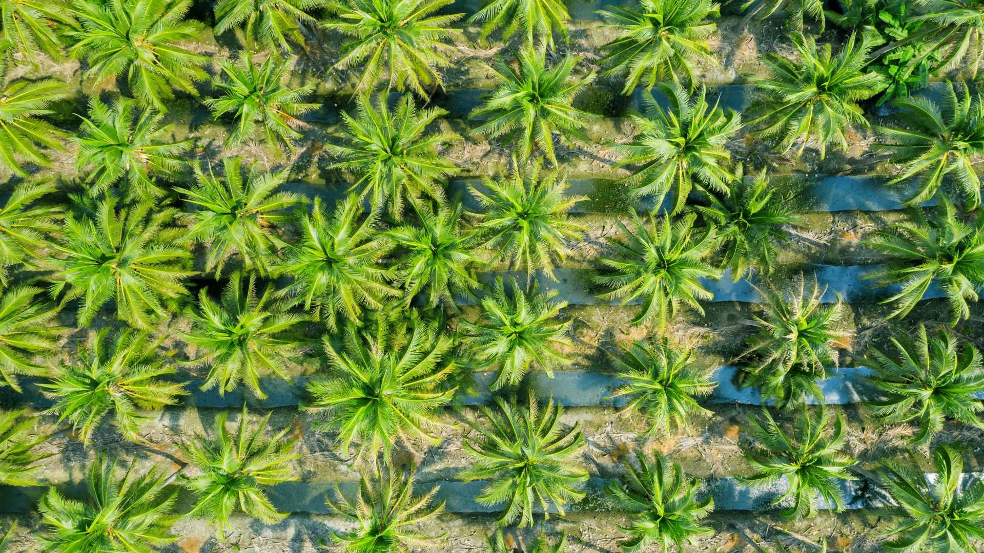 Garut Masuk Daftar Daerah dengan Lahan Sawit di Jawa Barat